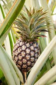 These plants are highly sought after for their sweet white fruit and edible core. Ocean View Kilauea Home With Commercial White Pineapple Farm On Kauai Hawaii Real Estate Market Trends Hawaii Life