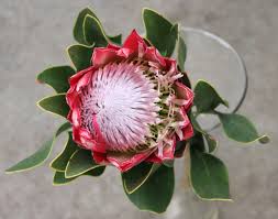 Image result for Protea madiensis
