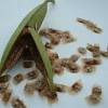 Important broadleaf weeds of the tropics. 1