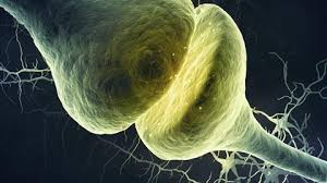 │ english (en) │ русский (ru) │. The Chemistry Of Synapses Feature Chemistry World