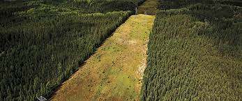 Schau dir angebote von ‪usa canada‬ auf ebay an. Forest Fighters Macleans Ca