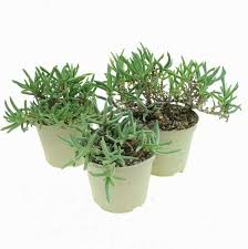 Image result for Hereroa glenensis