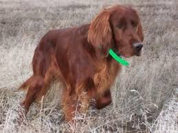 Red goldens or irish retrievers. Pin On Homesteady In Mt