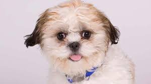 We did not find results for: Shichon Price Temperament Life Span