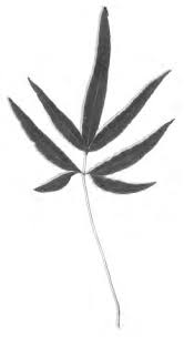 Image result for Cheilanthes angustifrondosa