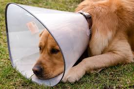 There is a long list of why dogs are such a wonderful companion to have, some of the reasons include their loyal nature, their loving disposition, and protective instincts. Skin Cancer In Dogs Symptoms Causes Diagnosis Treatment Recovery Management Cost