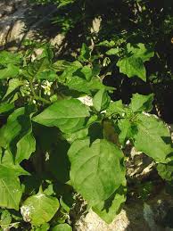 Image result for Solanum giganteum