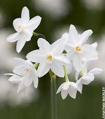 Floral Centrepieces Made Easy Telegraph Narcissus Flower Beautiful Flowers December Flower