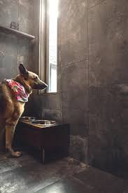 12 forgiving floors for homes with pets