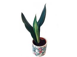As with many asian martial arts techniques, the strength comes from within. Sansevieria Trifasciata Black Dragon Kytkasem