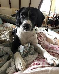 Black And White Hound Dog Mix Pin By Qwerty On Breed Mixes Beagle Dog Mixed Breed Dogs Beagle Mix