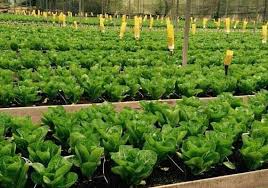 For over 20 years, the company have pledged to ensure that we continue to provide products and services of the highest. Pun Chou Pcg Com My