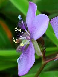 Image result for Murdannia simplex