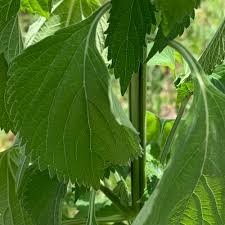 Image result for Leonotis myrothamnifolia