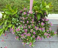 Image result for Catharanthus