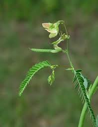 Image result for Aeschynomene indica