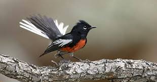 Birds That Make Mud Nests Under Bridges Painted Whitestart Myioborus Pictus Photo Image Bird Life List Wild Birds Birds In Flight