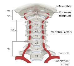 Inferior vena cava posteriorly,hepatic artery & portal vein anatomy medicine map superior band pathology. Cerebrovascular System Amboss