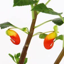 Image result for Impatiens niamniamensis