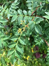 Image result for Zanthoxylum sp. A