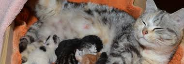 Nach der geburt der katzenjungen es mag dir so vorkommen, als verginge die zeit wie im fluge, aber der gesamte geburtsvorgang dürfte zwischen zwei und fünf stunden in anspruch nehmen. Babys Im Katzenkorbchen Tierwelt