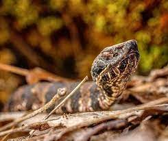 Tiny Little Neonate Cottonmouth Agkistrodon Piscivorus Found At Snake Road In Illinois Last Spring Beardedbiologist Baby Snakes Neonatal Amphibians