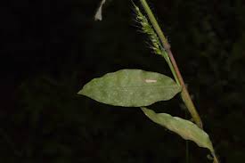 Image result for Oplismenus compositus