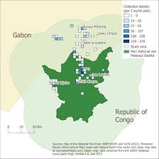 Image result for Dewevrella cochliostema