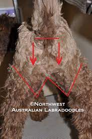 Labradoodles have three different coat types: How To Clip Your Labradoodle Part 1 Northwest Australian Labradoodles S Blog