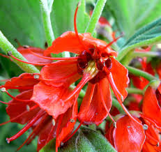 Image result for Greyia