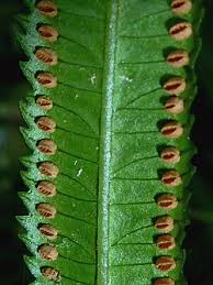 Image result for Ptisana