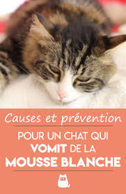 Mon Chat Vomit De La Mousse Blanche Causes Et Prevention Chat Comportement Chat Chat Drole