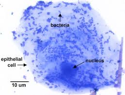 The cell membrane determines what comes in and out of a cell, where cytoplasm, centrosomes, and cytoskeletal material act as protection, just like the bones of your body. 1 2 Cellular Organization Prokaryotic And Eukaryotic Cells Biology Libretexts