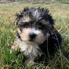 We flew to florida last monday to buy our puppy from micheline, she is an amazing women with the healthiest, most. Morkie Puppies For Sale In Florida From Vetted Breeders