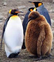pin by punish r on wildlife penguins pet birds animals beautiful