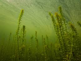 Image result for Elodea