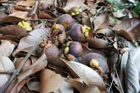 Image result for Garcinia mangostana