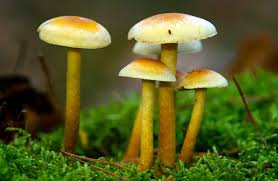 Dec 23, 2020 · how to make tea from mushroom powder? Psychedelic Mushrooms Reduce Authoritarianism And Boost Nature Relatedness Experimental Study Suggests