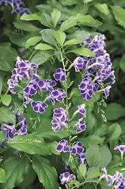 We did not find results for: This Plant Looks Spectacular In Late Summer Plant Recommendation Finegardening