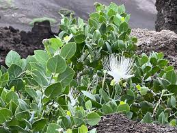 Image result for Capparis tomentosa