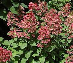 We did not find results for: Hortensja Wiechowata Mega Mindy Ilvomindy Hydrangea Paniculata C3 Future Gardens
