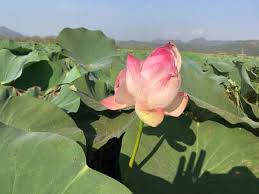 Image result for Lotus fibres