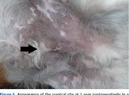 Causes of paraphimosis in dogs. Combined Preputial Advancement And Phallopexy As A Revision Technique For Treating Paraphimosis In A Dog Semantic Scholar