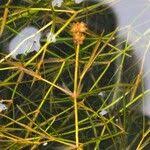 Image result for Potamogeton pusillus