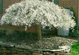Small Landscape Tree Anyone Know The Name Of This Type Of Tree Shrubs For Landscaping Landscaping Shrubs Landscaping Trees