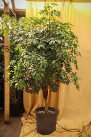 Image result for Schefflera