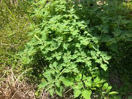 Image result for Physalis pubescens