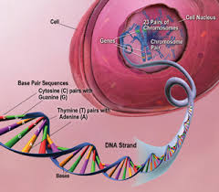 Cell Biology Structure And Functions Of The Nucleus Biology Mit Opencourseware The sites of the krebs cycle and the electron.