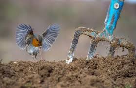 das sind die besten vogelfotos des jahres vogel fotos schone vogel vogelbilder