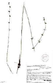 Image result for Aspidoglossum glabellum